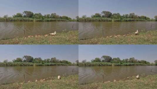 一群小鸭子在河边走高清在线视频素材下载