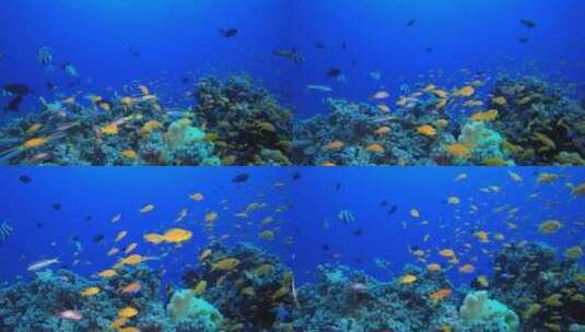水下海珊瑚礁高清在线视频素材下载