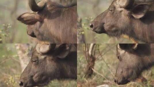 非洲水牛头部特写，侧视图，侧面拍摄。高清在线视频素材下载