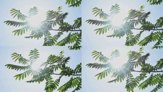 夏天的阳光和树叶慢镜头高清在线视频素材下载