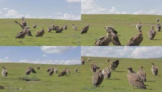 A1一群兀鹫草地栖息、留鸟高清在线视频素材下载