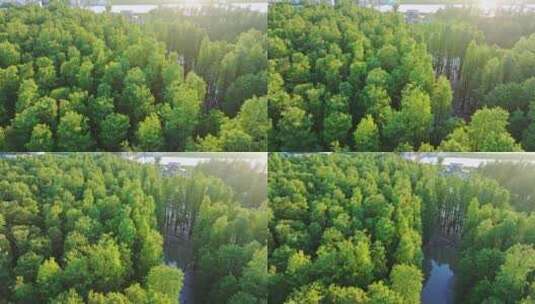 4k阳光下的森林唯美阳光森林树叶逆光水杉高清在线视频素材下载