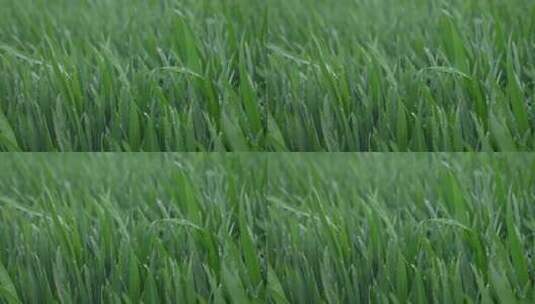 小麦麦苗露珠清晨绿色清爽高清在线视频素材下载