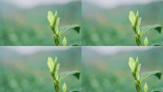 白茶枝 白茶虫子茶叶特写绿茶特写高清在线视频素材下载