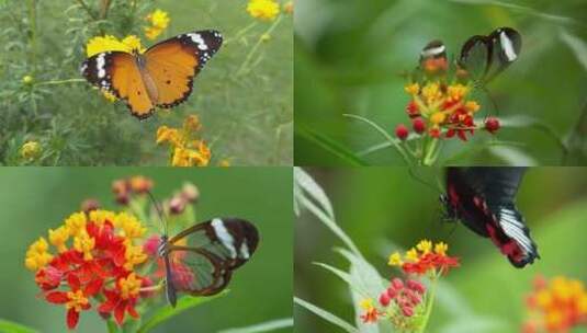 【合集】蝴蝶 花蝴蝶 小蝴蝶 昆虫 蝴蝶飞行高清在线视频素材下载