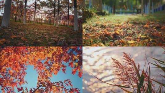 秋天树林落叶唯美空镜高清在线视频素材下载