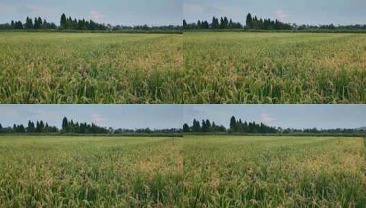 乡村振兴粮食安全水稻田野背景视频高清在线视频素材下载