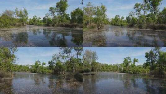 洪泛区森林高清在线视频素材下载