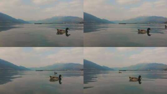 日出时，一只孤独的鸭子在一个宁静的湖里游泳，背景是群山高清在线视频素材下载