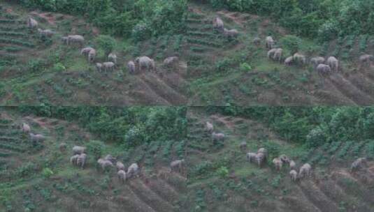 野生亚洲象实拍高清在线视频素材下载