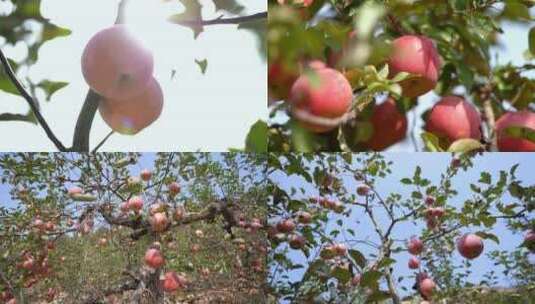苹果 苹果园高清在线视频素材下载