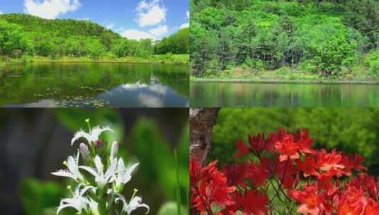 青山绿水湖泊鲜花盛开树木植被高清在线视频素材下载