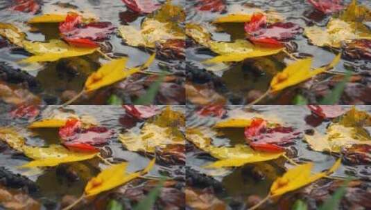 缤纷树叶落在水上高清在线视频素材下载