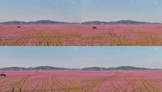 鄱阳湖粉色花海游玩露营航拍高清在线视频素材下载