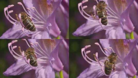 蜜蜂采蜜 蜜蜂采集花粉高清在线视频素材下载