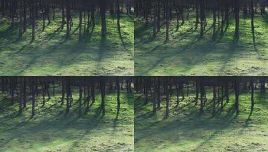 湖北恩施大山顶林场冬日暖阳里的树的影子高清在线视频素材下载