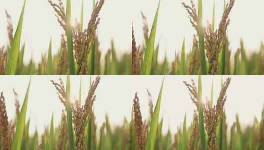 水稻逆光实拍素材高清在线视频素材下载
