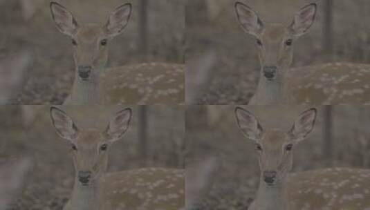 可爱呆萌的小鹿高清在线视频素材下载