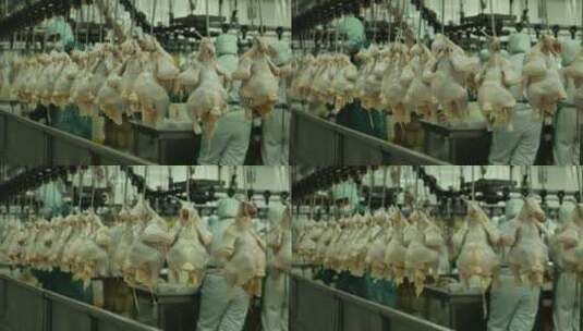 流水线工厂加工 鸡肉 高清在线视频素材下载