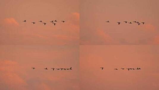天空飞过一群鸟高清在线视频素材下载