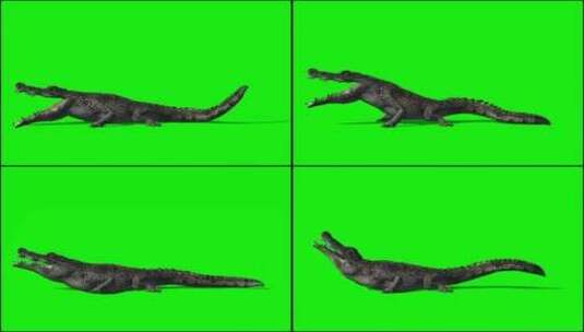 鳄鱼爬行高清在线视频素材下载