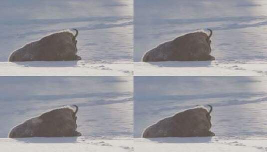 欧洲野牛躺在白雪覆盖的风景中，从后面长焦高清在线视频素材下载
