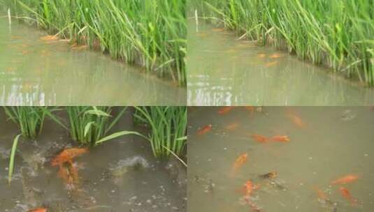 稻田里的鱼高清在线视频素材下载