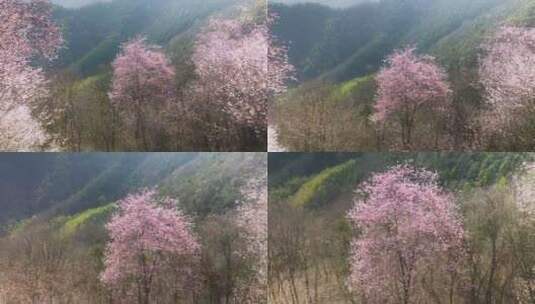 杭州富阳浮云岭山野樱花游步道航拍高清在线视频素材下载
