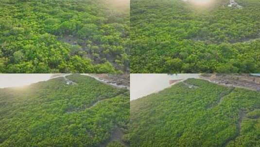 湛江乐民港红树林白鹭滩涂湿地保护区航拍高清在线视频素材下载