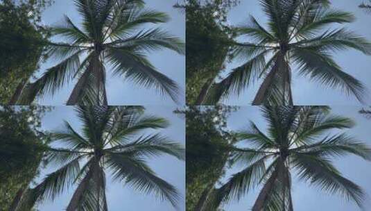 海南椰子树高清在线视频素材下载