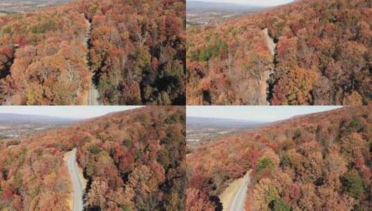 4k风景航拍秋天五彩斑斓的森林高清在线视频素材下载