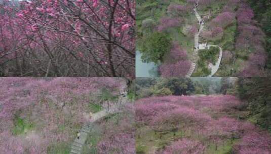 航拍冬季红梅林高清在线视频素材下载