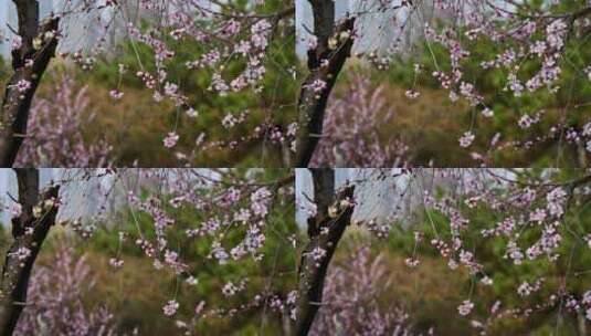 春天盛开的粉色桃花山桃花朵全景满画幅高清在线视频素材下载