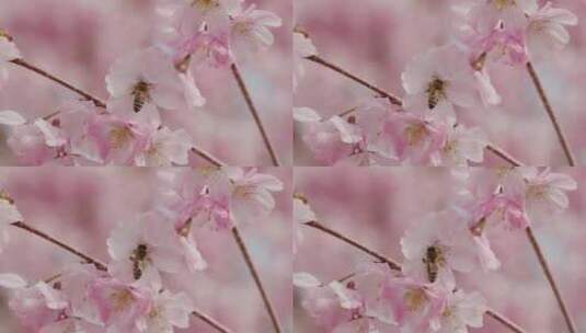 花朵上的蜜蜂高清在线视频素材下载