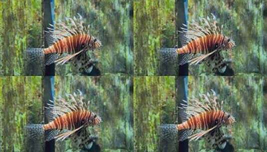 海底世界的狮子鱼1高清在线视频素材下载