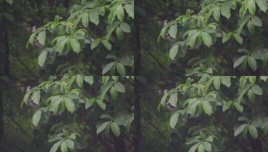 节气谷雨下雨雨滴滴落树叶的特写镜头高清在线视频素材下载