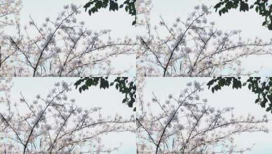 唯美樱花樱花林高清在线视频素材下载