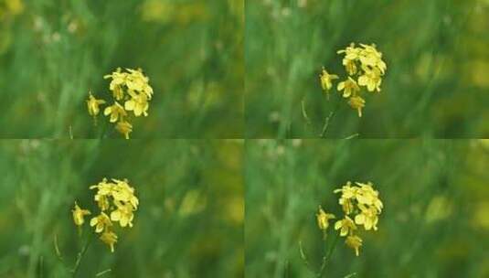 春天盛开的黄色油菜花与采蜜蜜蜂满画幅特写高清在线视频素材下载