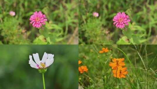 百日菊花高清在线视频素材下载