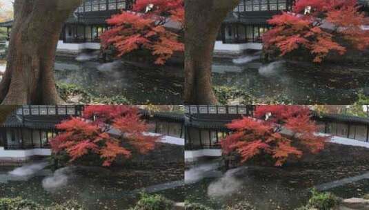 苏州拙政园见山楼美丽红枫秋景高清在线视频素材下载