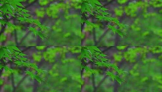 春天绿色清新树叶特写高清在线视频素材下载