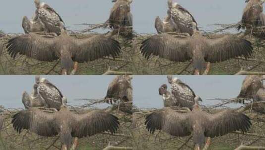 鲁佩尔的秃鹫张开翅膀高清在线视频素材下载