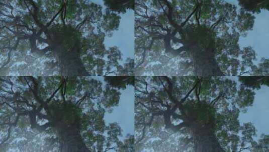 4K高清实拍古树黄果树老树高清在线视频素材下载