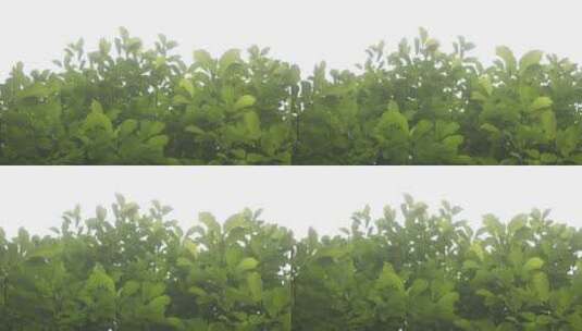 大自然 绿色植物 夏天高清在线视频素材下载