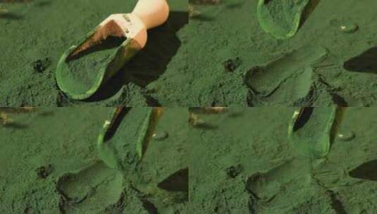 木勺中的有机蓝藻螺旋藻粉食品小球藻螺旋藻高清在线视频素材下载