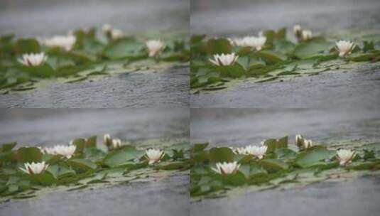 雨中水莲 莲花 睡莲 水莲高清在线视频素材下载