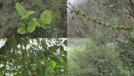 高原植物合集高清在线视频素材下载