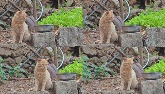 橘色狸花猫农村菜地旁发呆高清在线视频素材下载