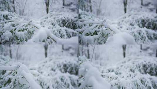 冬天雪景树林雾凇高清在线视频素材下载