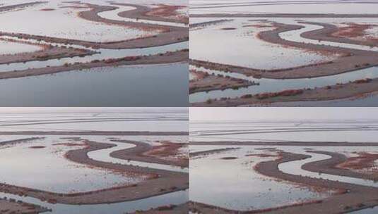 黄河湿地小白额雁航拍高清在线视频素材下载